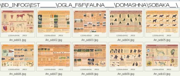 Мышечная система собаки схема