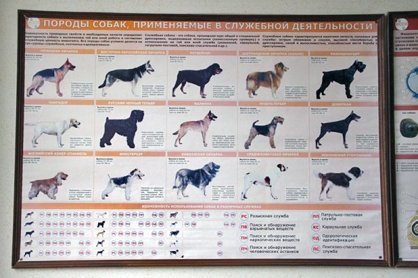 Плакаты кинология