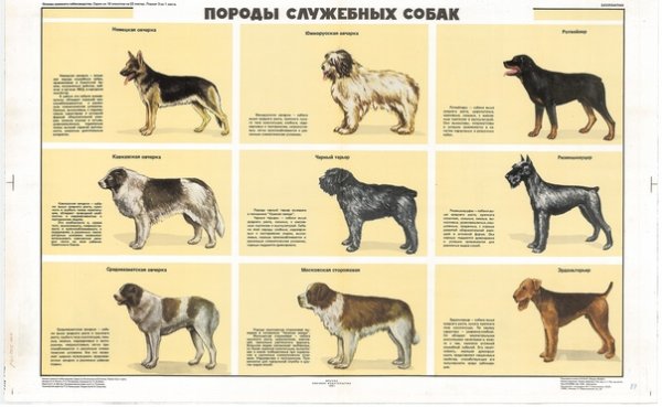 Дрессировка собак реклама