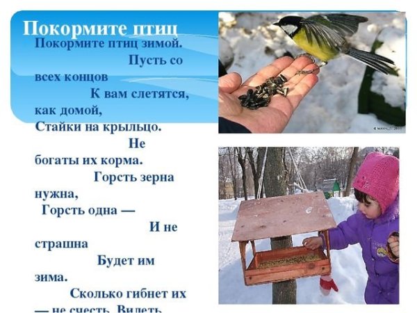 Плакат зимующие птицы для детского сада