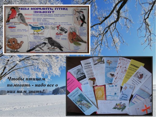 Плакаты в защиту зимующих птиц
