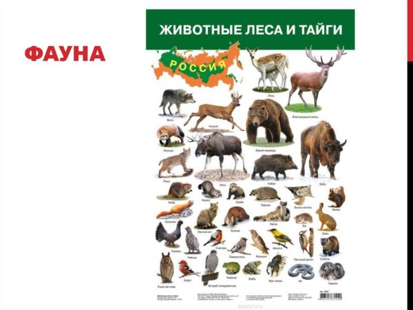 Плакат Лесные животные
