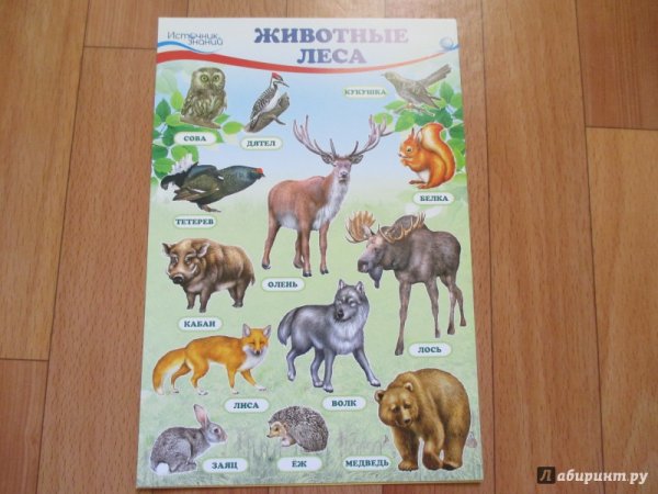 Обучающий плакат домашние животные