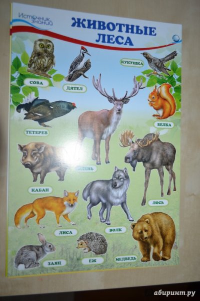 Плакат Лесные звери