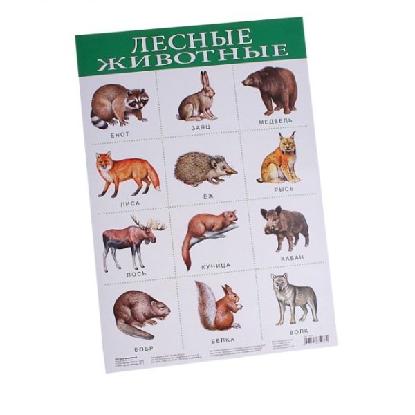 Лесные животные плакат для детей