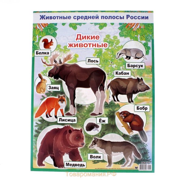 Дикие животные средней полосы