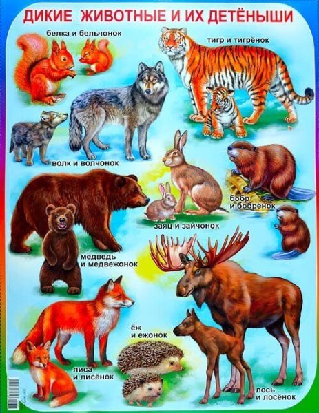 Плакат "Дикие животные"