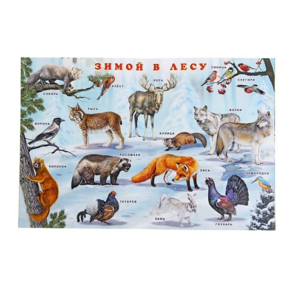 Плакат "Дикие животные"