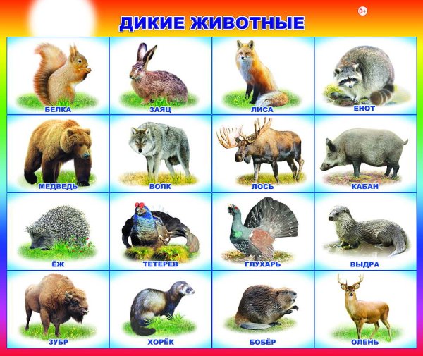 Карточки "Дикие животные"