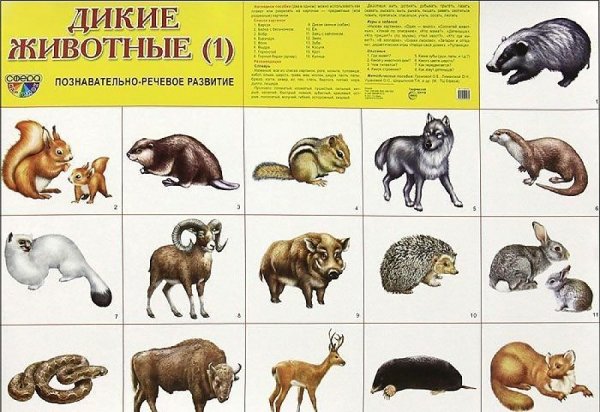 Плакат "Дикие животные"