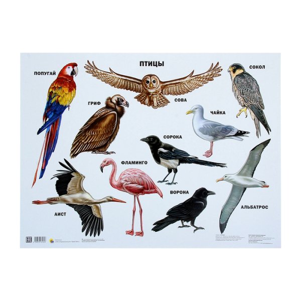 Птицы леса плакат