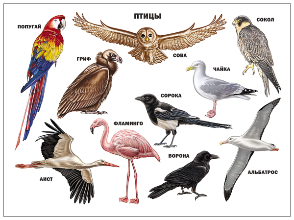 Картинки птиц с названиями
