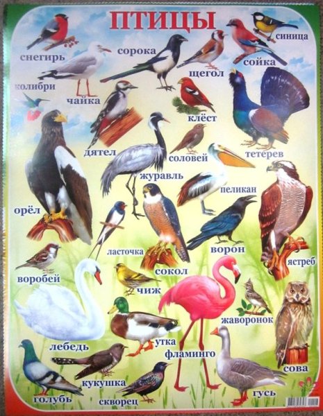 Дикие птицы названия