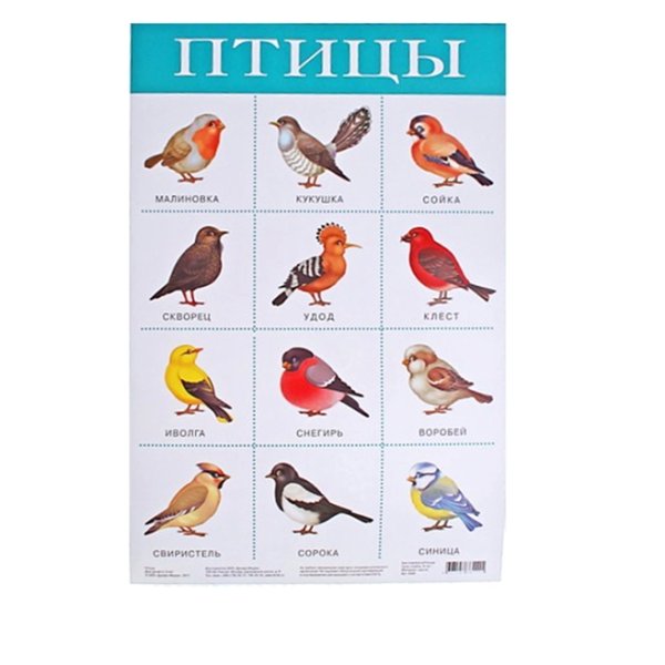 Плакат птицы