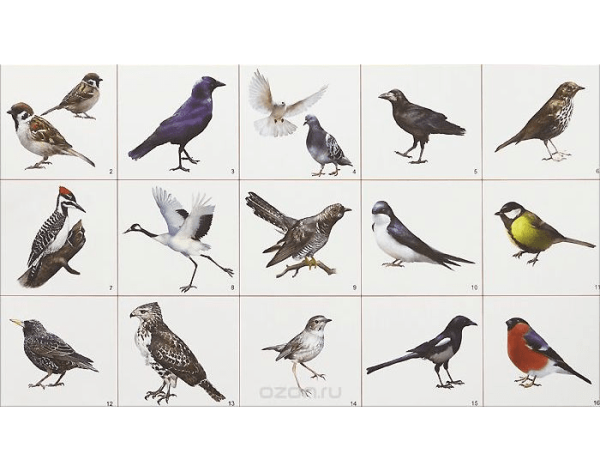 Птицы России плакат