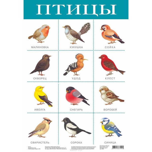 Плакат птицы для детей