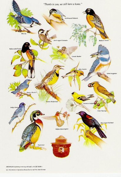 Плакаты с изображением птиц