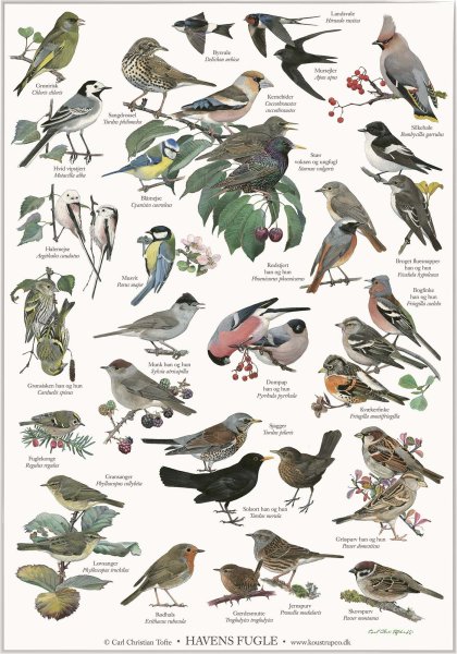 Домашние птицы