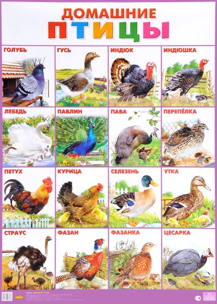 Places where Birds Live