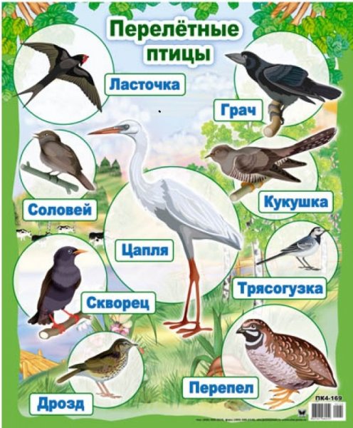 Зимующие и перелетные птицы России для детей
