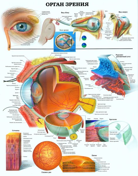 Анатомические структуры органа зрения