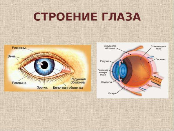 Строение глаза основные части