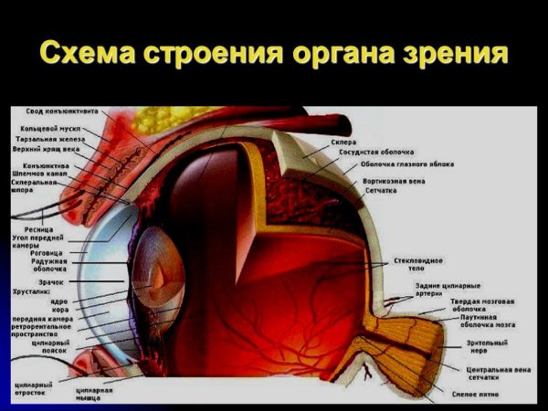 Орган зрения анатомия