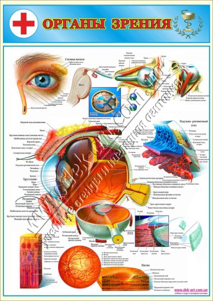 Стенд по анатомии человека