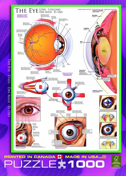 Анатомия глаза плакат