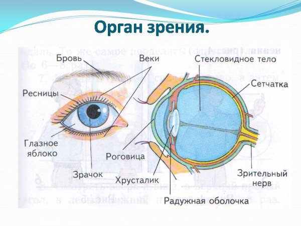 Органы зрения человека