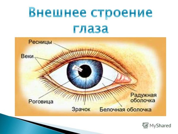 Внешнее строение глаза анатомия