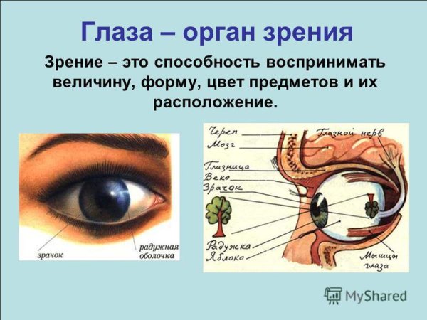 Зрительный анализатор строение и функции глаза