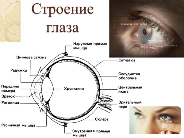 Доклад по окружающему миру 3 класс глаза орган зрения