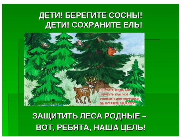 Листовка берегите ели