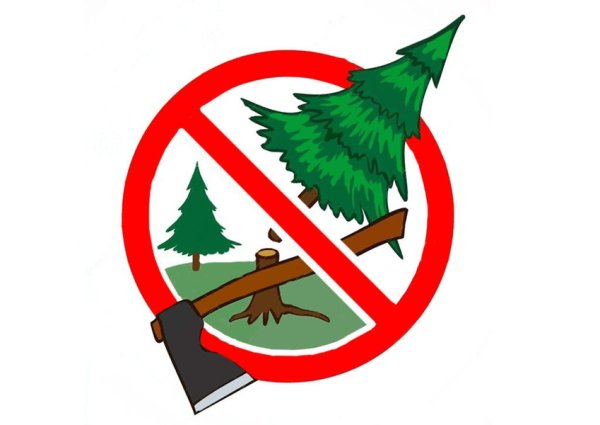 Против вырубки леса
