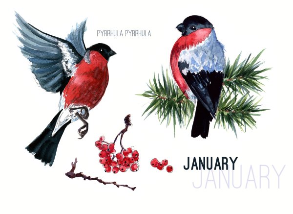 Плакат вырубной Снегирь