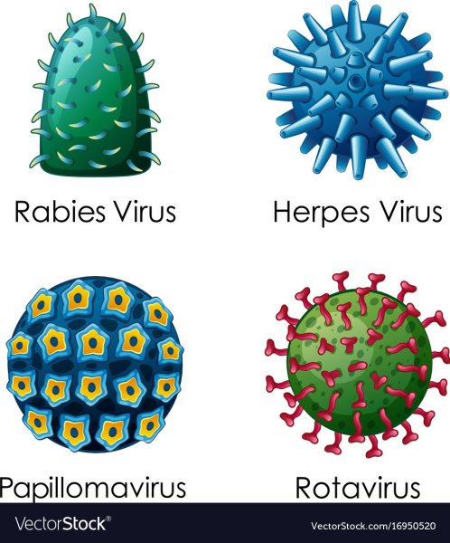 4 Вида вирусов