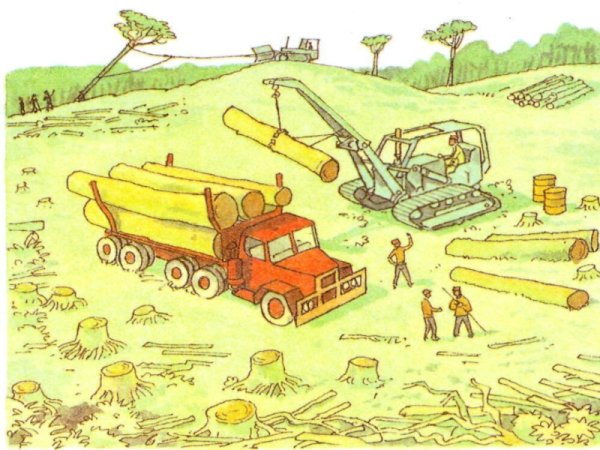 Против вырубки леса