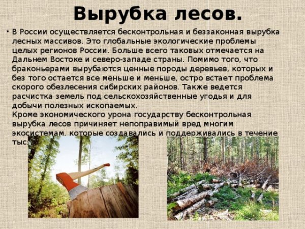 Рисунок на тему лес