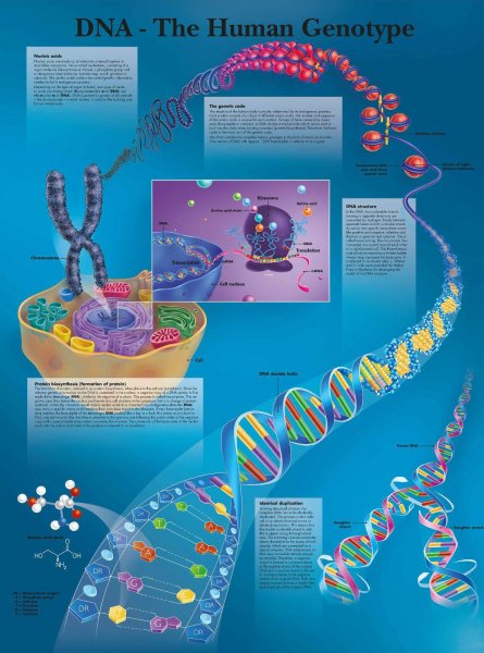 Плакат по биологии ДНК