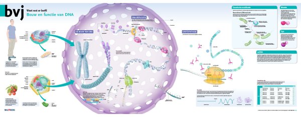 Плакаты ДНК микробиология