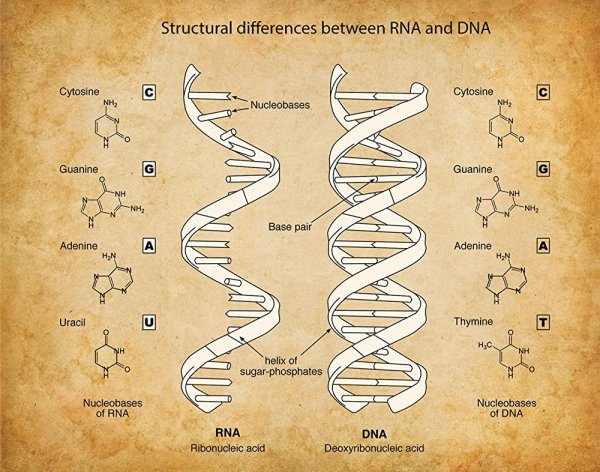 Плакаты по биохимии