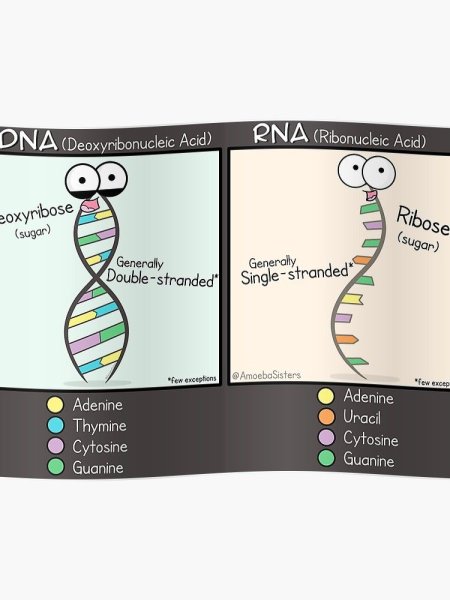 Amoeba sisters DNA