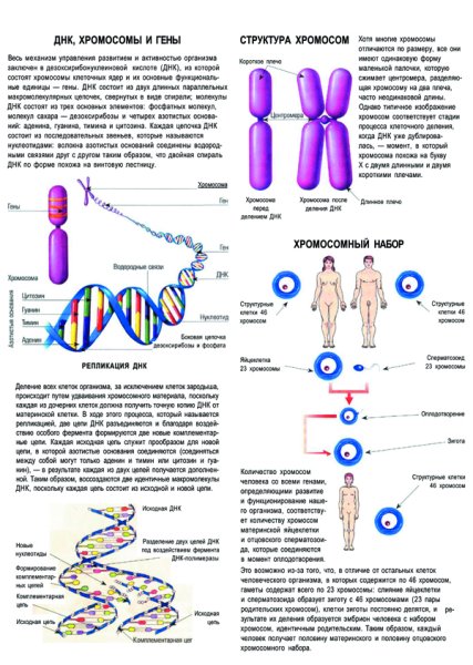 ДНК хромосомы плакат