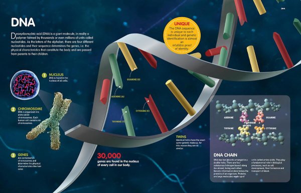Открытие ДНК инфографика