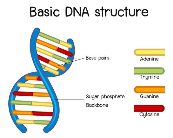 Basic DNA