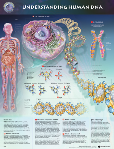 Плакаты по генетике человека