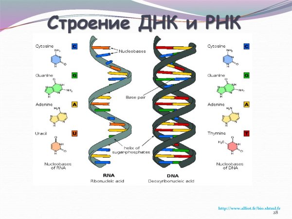 Строение ДНК И РНК