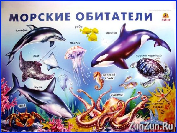 Морские жители плакат