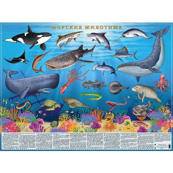 Морские обитатели для дошкольников